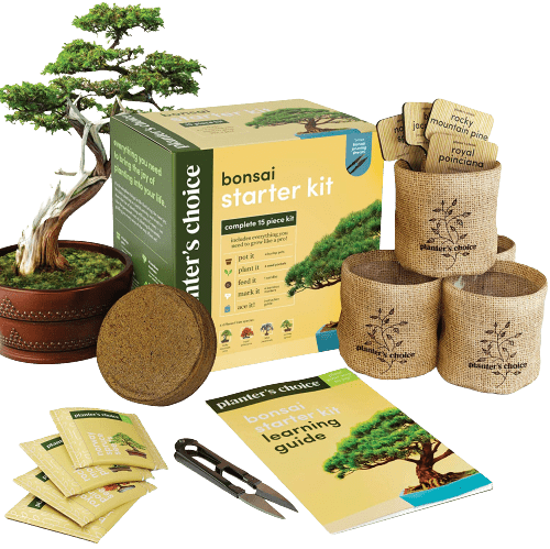 Bonsai Starter Kit for Plant Lovers